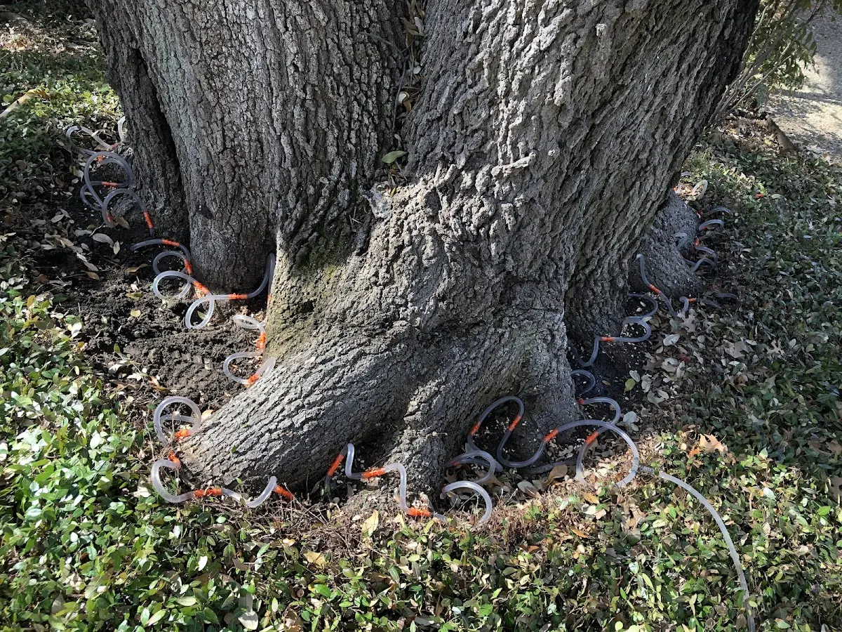 Detailed Tree Cabling and Bracing job site in Kinsman